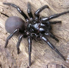 Atrax robustus
