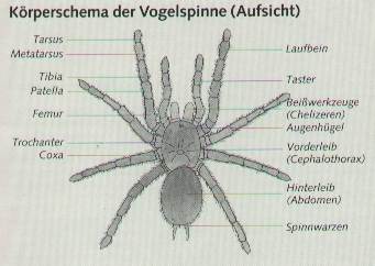 Körperschema der Vogelspinne