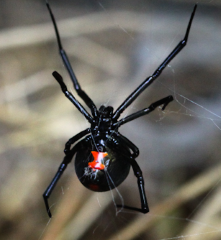 Latrodectus mactans