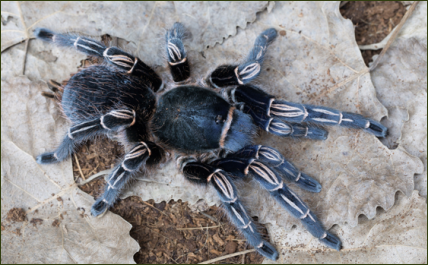 Aphonopelma seemanni (Gestreifte Guatemala-Vogelspinne)