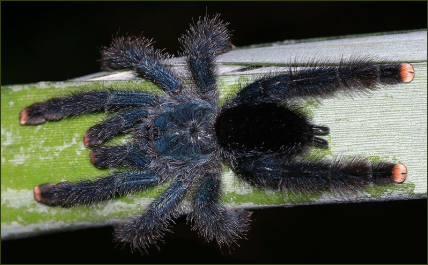 Avicularia avicularia (Trinidad Baum-Vogelspinne)