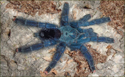 Avicularia geroldi ()