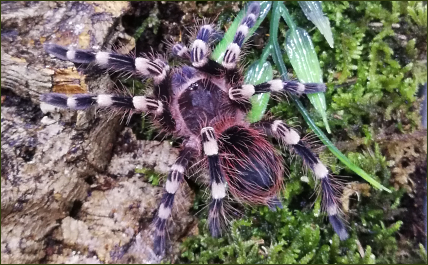 Acanthoscurria geniculata (weiße Smithi / Weißknie-Vogelspinne)