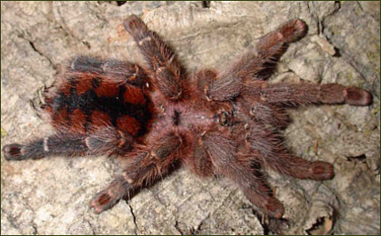 Avicularia minatrix ()