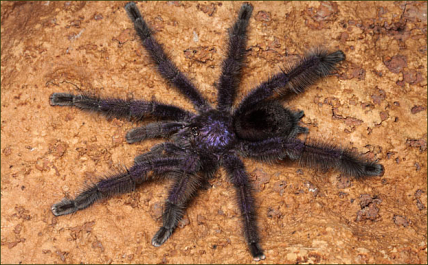 Avicularia purpurea (Schwarze Purpur-Vogelspinne)
