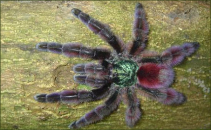 Avicularia versicolor (Martinique Baum-Vogelspinne)