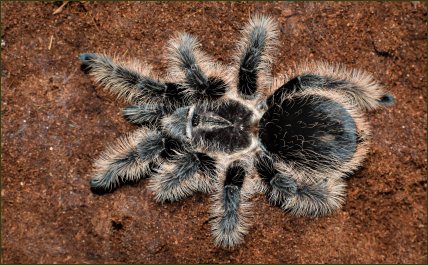 Brachypelma albopilosum (Kraushaar-Vogelspinne)