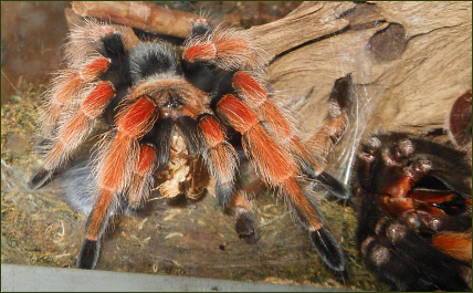 Brachypelma boehmei (Orangebein-Vogelspinne)