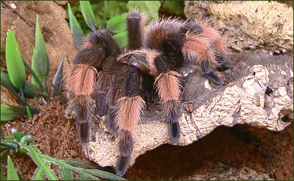Brachypelma emilia (Orangebein-Vogelspinne)