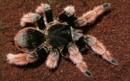 Brachypelma klaasi (Klaas Rotbein-Vogelspinne)