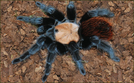 Brachypelma ruhnaui ()
