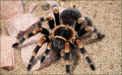 Brachypelma smithi (Mexikanische Rotbein-Vogelspinne)