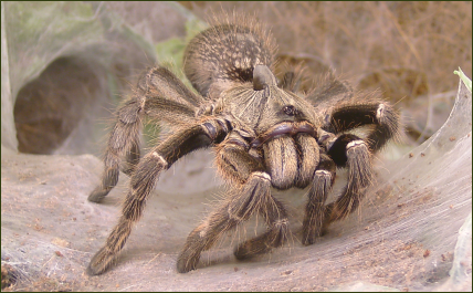 Ceratogyrus darlingi (Höcker-Vogelspinne)