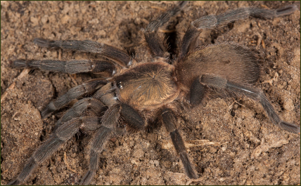 Chaetopelma gracile ()