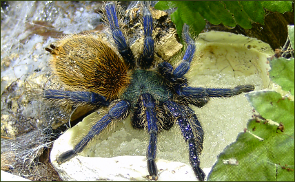 Chromatopelma cyaneopubescens (Cyanblaue (Venezuela)-Vogelspinne)