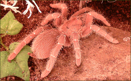 Citharischius crawshayi (Kenia Riesen-Vogelspinne)