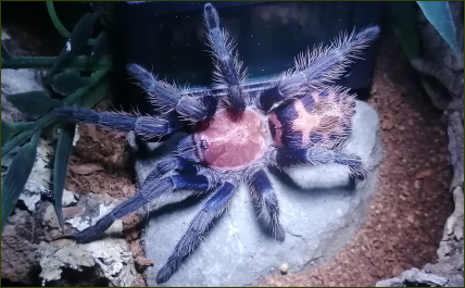 Cyclosternum fasciatum (Rote Tiger-Vogelspinne)