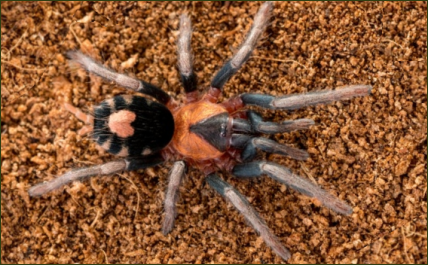Cyriocosmus elegans (Zwerg-Vogelspinne)