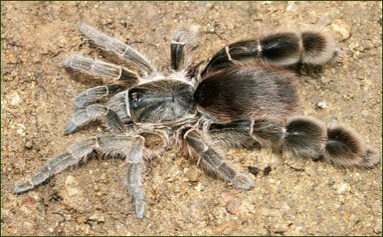 Eucratoscelus pachypus (Hummel-Vogelspinne)