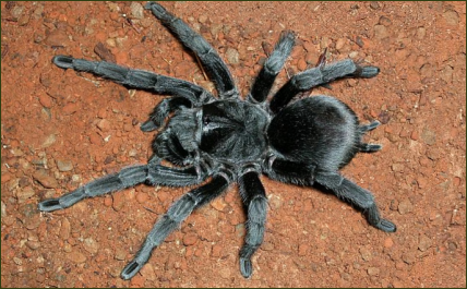 Grammostola pulchra (Schwarze Uruguay-Vogelspinne)