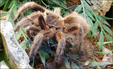 Grammostola rosea (Rote Chile-Vogelspinne)