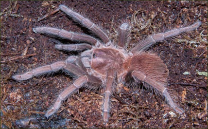 Acanthoscurria antillensis (Antillen-Vogelspinne)