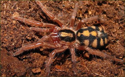 Hapalopus formosus (Bunte Rotfuß-Vogelspinne)