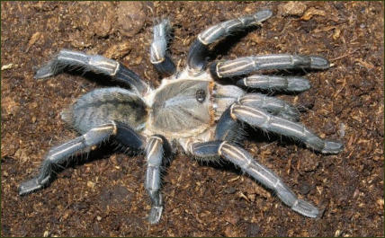 Haplopelma albostriatum (Weißstreifen-Vogelspinne)