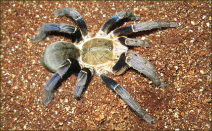 Haplopelma lividum (Blaue Thai-Vogelspinne)