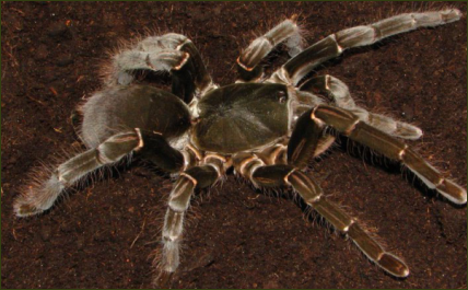Hysterocrates hercules (Afrikanische Riesenvogelspinne)