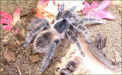 Lasiodora klugi (Bahia-Riesenvogelspinne)