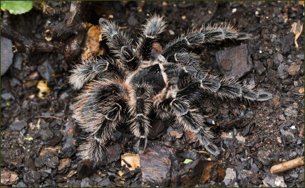 Lasiodora parahybana (Brasilianische Riesenvogelspinne)