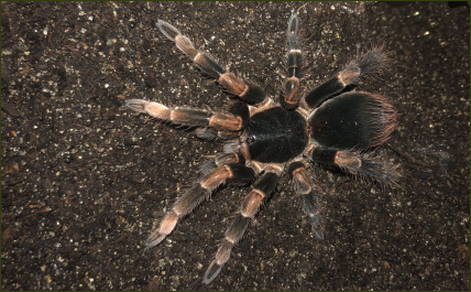 Megaphobema mesomelas (Mexikanische Rotbein-Vogelspinne)