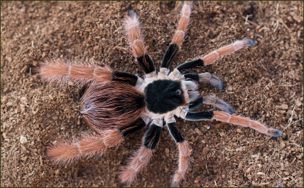Megaphobema robustum (Kolumbianische Rotbein-Vogelspinne)