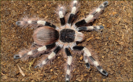 Nhandu coloratovillosus (Weißknie-Vogelspinne)