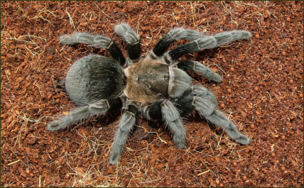 Aphonopelma caniceps ()