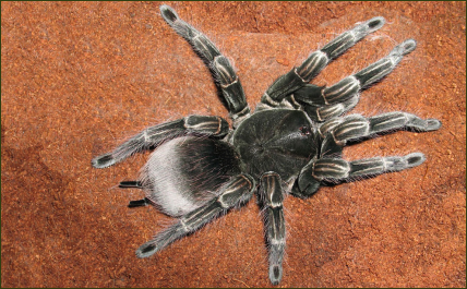Pamphobeteus ornatus (Kolumbianische Riesenvogelspinne)