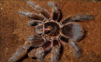 Phormictopus cancerides (Haiti-Vogelspinne)