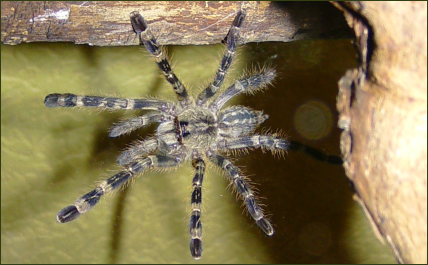 Poecilotheria fasciata (Tiger-Vogelspinne)