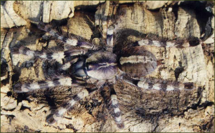 Poecilotheria formosa (Südindische-Baumvogelspinne)