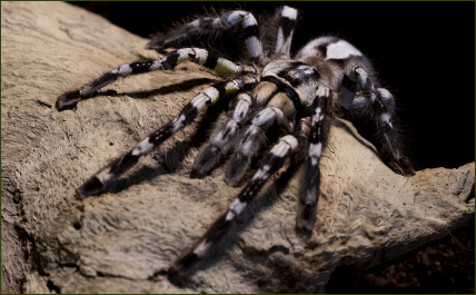Poecilotheria regalis (Tiger-Vogelspinne)