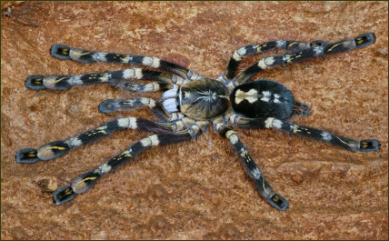 Poecilotheria subfusca ()