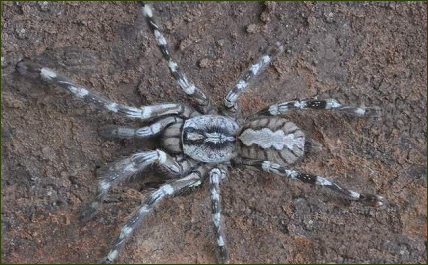 Poecilotheria vittata ()