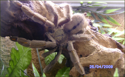 Psalmopoeus cambridgei (Trinidad Baum-Vogelspinne)