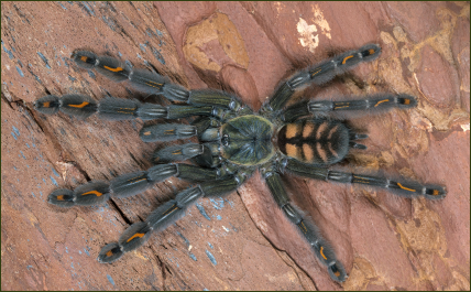 Psalmopoeus irminia (Venezuela-Ornament-Vogelspinne)