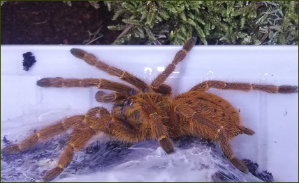 Pterinochilus murinus (Rote Usambara-Vogelspinne / Mombasa-Vogelspinne)