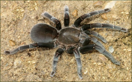 Selenocosmia javanensis ()
