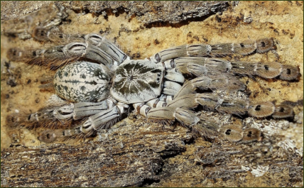 Stromatopelma calceatum (Leopard-Vogelspinne)
