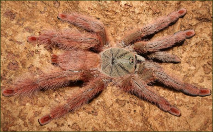 Tapinauchenius gigas ()