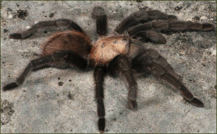Aphonopelma hentzi ()